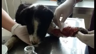 Щенок с порванной лапой на лечении