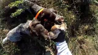 Работа дратхааров по коростелю и перепелу, 16 г. Working german wirehaired pointer.
