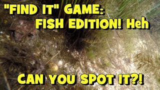 Exploring the Pine Barrens for EXOTIC SPECIES! (Burlington, NJ)