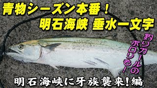 【釣行記】明石海峡 垂水一文字 2017年9月11日 明石海峡に牙族襲来！編