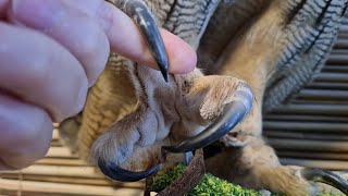 Сова наблюдает за Крышменом и не хочет показывать пяточки. Сплюшки сливаются с текстурами
