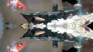 Martin's Cichlid fish Tank Update 252 - Trippy fish guitar