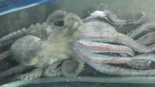 死んだタコを食べているタコ。Octopus eating dead octopus. Octopus cannibalism scene. Japanese marine life pictures.