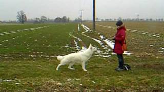 Schweizer Weißer Schäferhund  - Anfänger Tricks - Trickdog