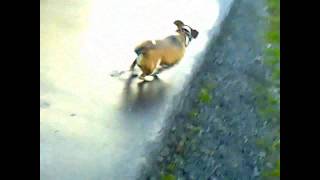 Lustiges Hunde Video Jack Russell Terrier Mani auf Glatteis Jetzt ansehen!