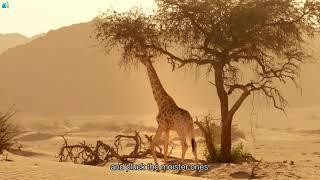 David Attenborough Planet Earth   Giraffes  Africa's Gentle Giants   BBC Documentary HD 2017