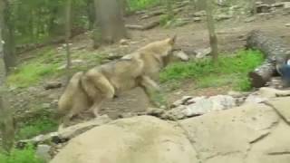 Gray Wolf Enrichment
