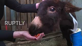Back on her feet! Russian volunteers save little donkey with broken legs
