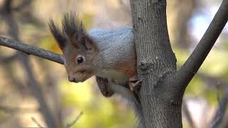 Белка боится собак / Squirrel is afraid of dogs