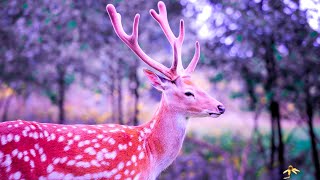 Ambient Healing Meditation | 432Hz Relaxing Music | Enhance Self Love Energy | Zen Healing Sounds