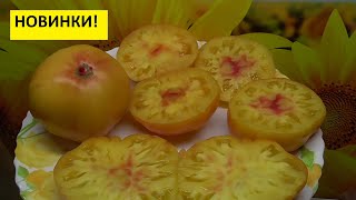 Томаты - новинки этого года. Поражают вкусом и красотой!
