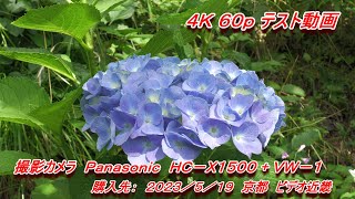 ＨＣ－Ｘ１５００＋ＶＷ－ＨＵ１ アジサイ４Ｋ 　XACVCS 3840 2160 60p　購入先：京都 ビデオ近畿 ２０２３／５／１９　フリーＢＧＭ