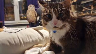 Совное царство. Стрессируем кота совой, а сову котом так, что от стресса все уснули