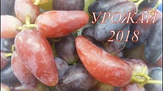 ВИНОГРАД, УРОЖАЙ 2018 ГОДА