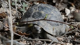 Где зимуют черепахи / Where winter turtles