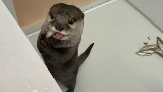 カワウソさくら 特製わかさぎパフェをプレザントしたらおかわりまで要求された！ Pleasant Wakasagi Parfait!