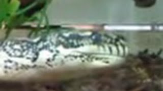 Big Diamond Python Killing A Rat - Morelia spilota - Snake - Reptile - Snakes - Reptiles