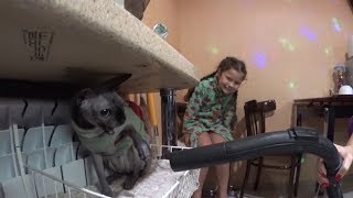 Котя и пылесос)