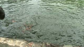 Fish Farm in Kerala