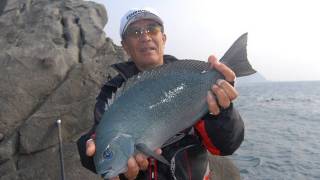 大物グレが簡単に釣れる秘密兵器「オールフリー」見参！