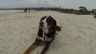 The Dog Beach - Greater Swiss Mountain Dog at the Beach