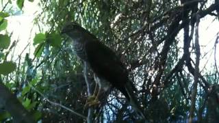 მიმინო--Sparrowhawk  ( accipiter nisus)