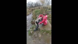 While out walking the dog ,owner falls in water