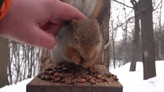 Незнакомая ласковая белка / An unfamiliar affectionate squirrel