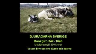Världens äldsta häst