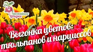Выгонка цветов: тюльпанов и нарциссов #urozhainye_gryadki