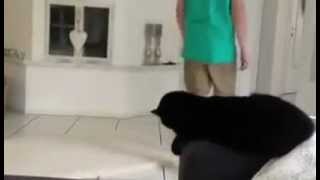 Give me five cat