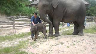 Adopted mother gets the other baby elephant.養母のゾウさんに新たな赤ちゃん