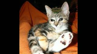 Laughing Cat - Lachende Katze (Rastaman)