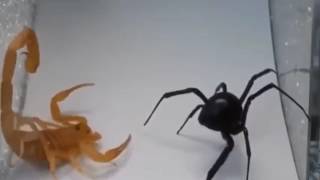 MMA Veja espetacular luta narrada por Júnior Ximenes