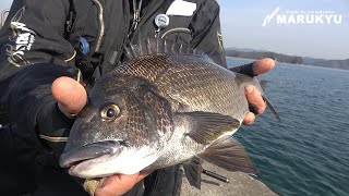 【チヌパワー激濁り】濁りでチヌを制す、長崎県北九十九島 後編