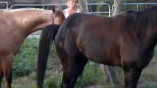 Animals mating in the wild videos breeding animal #1