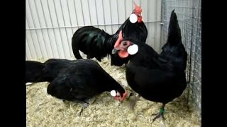 Bantam schwarz, Geflügelschau Dortmund, Bantam nera