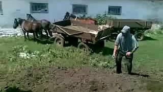 Драка на ферме / Сельская Жизнь