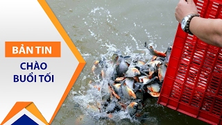 Phóng sinh cá chim trắng: Nguy hại thế nào? | VTC