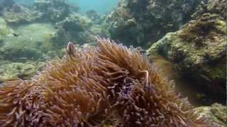 Scuba Diving in Cambodia