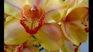Cómo cultivar Orchidea Cymbidium - TvAgro por Juan Gonzalo Angel