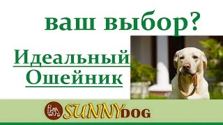 Как выбрать правильно ошейник?ваш выбор ошейника для собаки