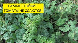 Синоптики обещают снег с дождем! Обзор огорода в конце сентября.