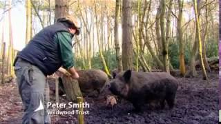 The work of Wildwood Trust Part 4