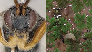 Microgaster godzilla parasitic wasp attacks caterpillar underwater