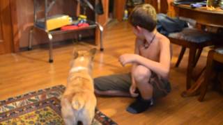 Щенок вельш корги Федор. Welsh corgi puppy Fedor.
