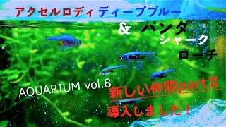 AQUARIUM vol.8「新しい仲間part２」アクセルロディディープブルー&パンダシャークローチ導入しました！
