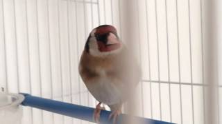 Chardonneret Meknine Dz avec sa Canari au nid - 1ere Pondaison - (30 Avril 2016)