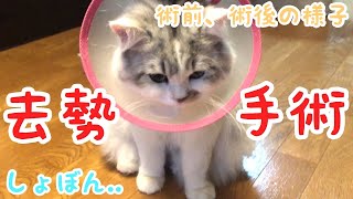 猫の去勢手術！術前、術後の様子
