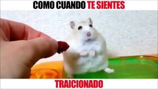 SI TE RIES PIERDES ( IMPOSIBLE )- DON'T LAUGH CHALLENGE